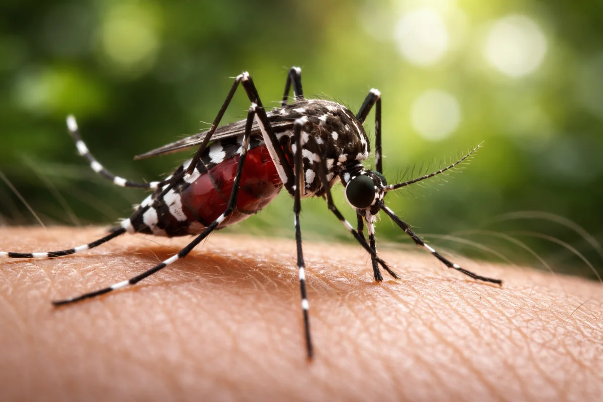 moustique-tigre